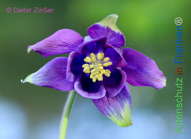 Bild zum Eintrag (1129858-160)