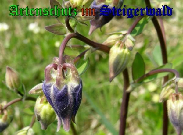 Bild zum Eintrag (1129860-160)