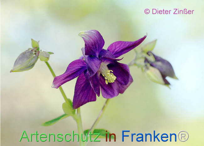 Bild zum Eintrag (1129867-160)