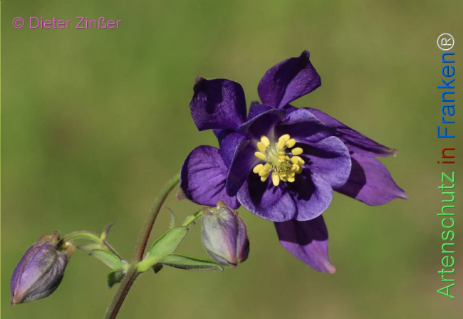 Bild zum Eintrag (1129868-160)