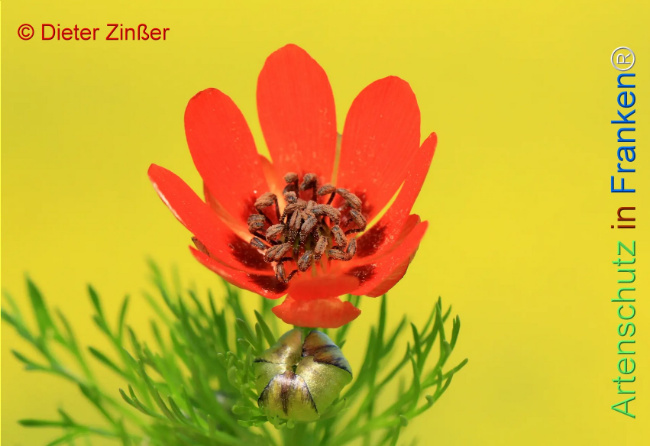 Bild zum Eintrag (1129874-160)