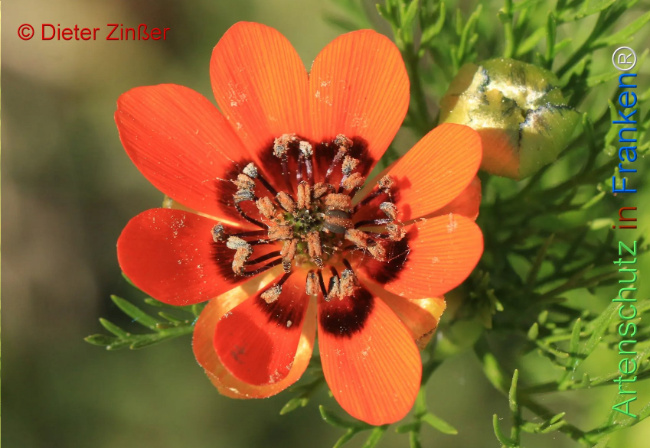 Bild zum Eintrag (1129879-160)