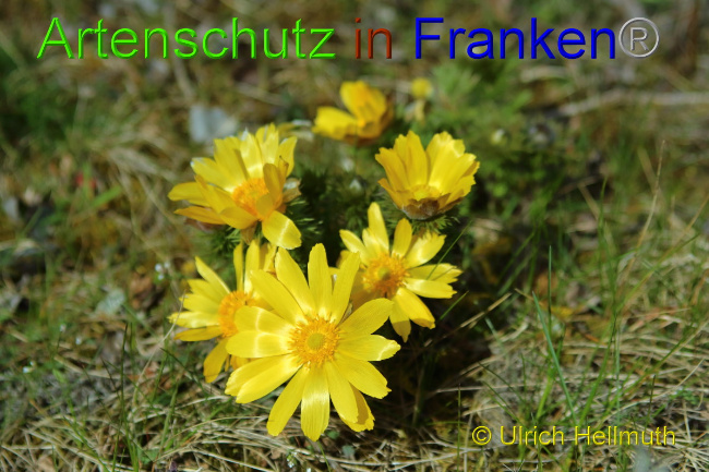 Bild zum Eintrag (1129882-160)