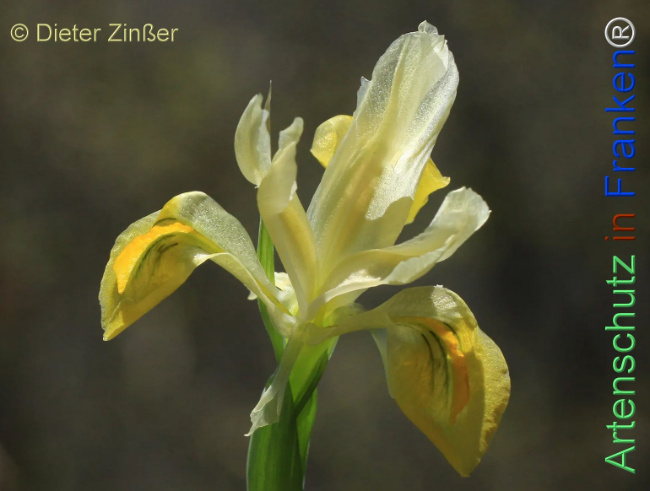 Bild zum Eintrag (1129989-160)