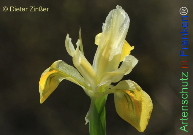 Bild zum Eintrag (1129990-160)