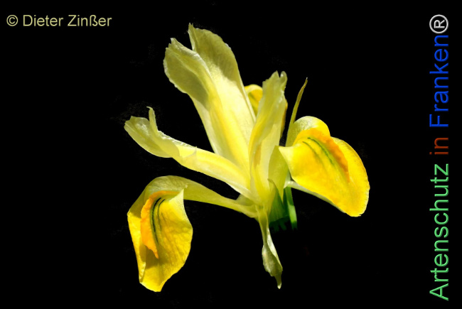 Bild zum Eintrag (1129996-160)