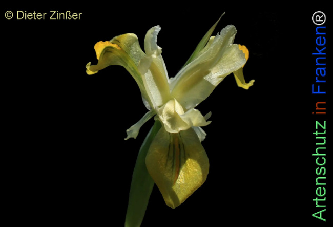 Bild zum Eintrag (1129997-160)