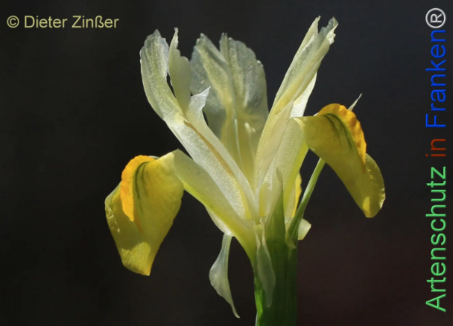 Bild zum Eintrag (1129998-160)