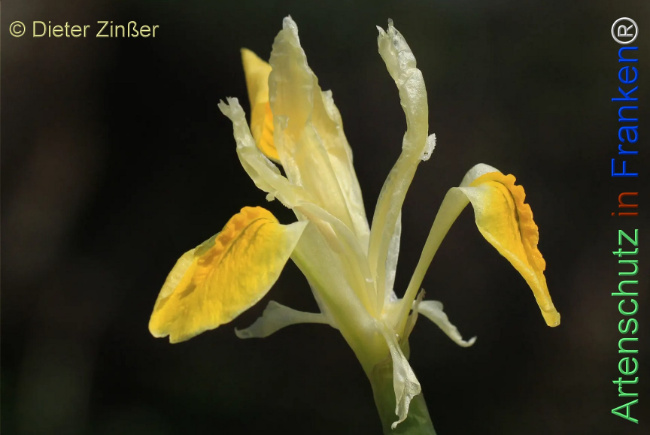 Bild zum Eintrag (1129999-160)