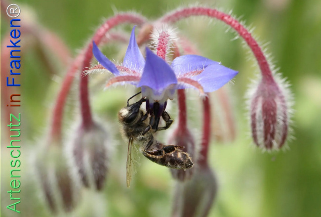 Bild zum Eintrag (1130248-160)