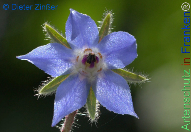 Bild zum Eintrag (1130263-160)