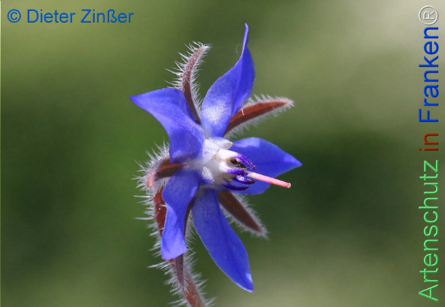 Bild zum Eintrag (1130264-160)