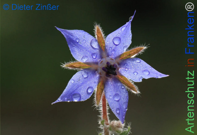 Bild zum Eintrag (1130265-160)