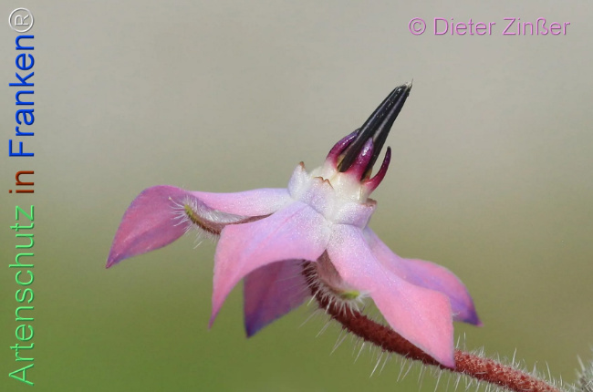 Bild zum Eintrag (1130268-160)