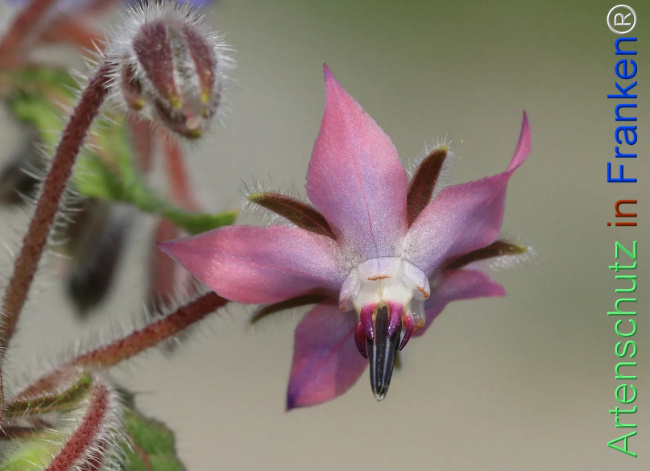 Bild zum Eintrag (1130269-160)