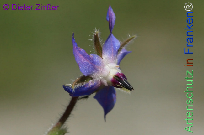 Bild zum Eintrag (1130274-160)