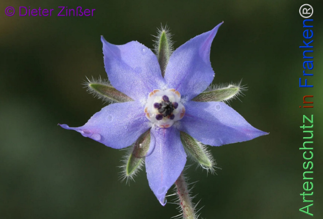 Bild zum Eintrag (1130275-160)