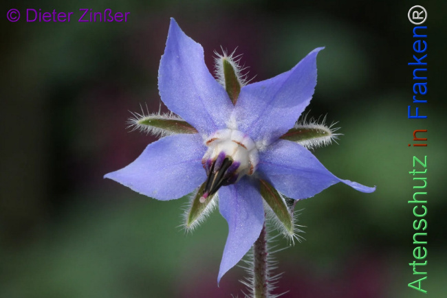 Bild zum Eintrag (1130276-160)