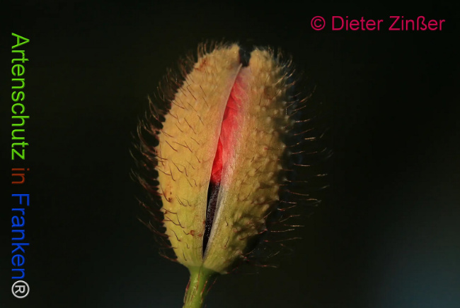 Bild zum Eintrag (1130914-160)