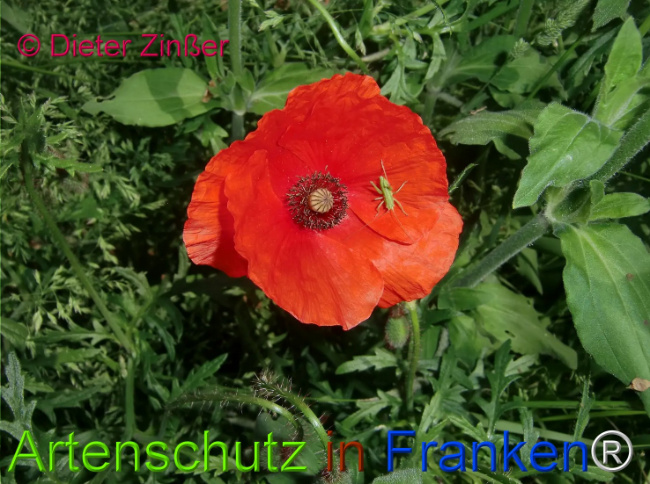 Bild zum Eintrag (1130919-160)