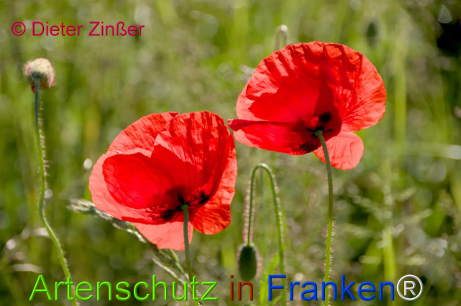 Bild zum Eintrag (1130920-160)