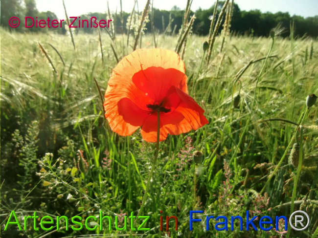 Bild zum Eintrag (1130921-160)