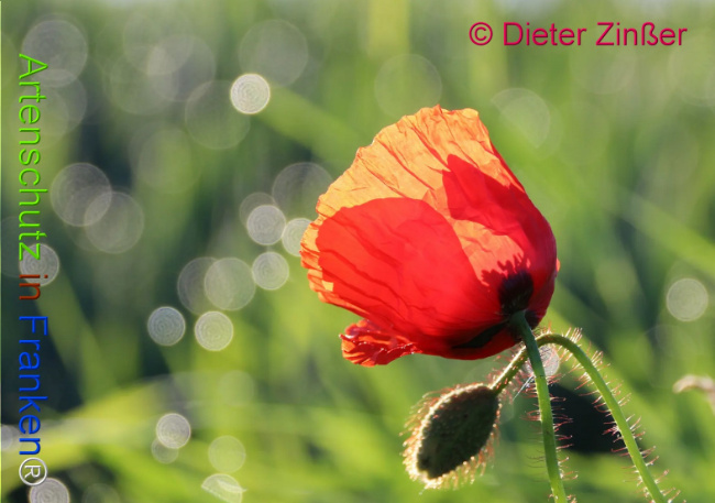 Bild zum Eintrag (1130927-160)