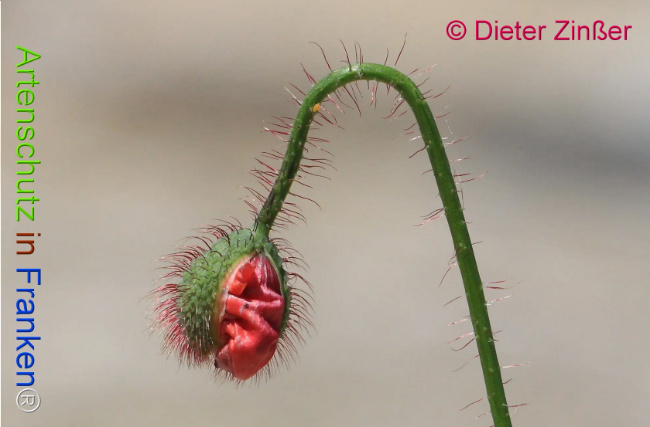 Bild zum Eintrag (1130928-160)