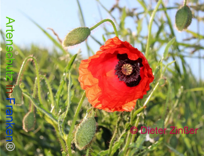 Bild zum Eintrag (1130929-160)