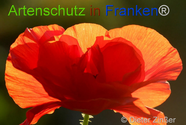 Bild zum Eintrag (1130930-160)