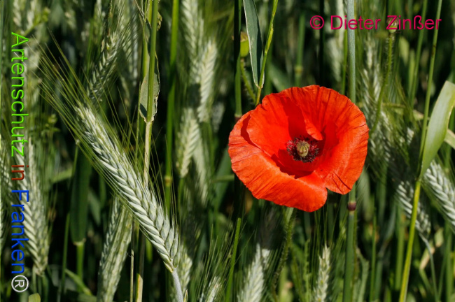 Bild zum Eintrag (1130935-160)