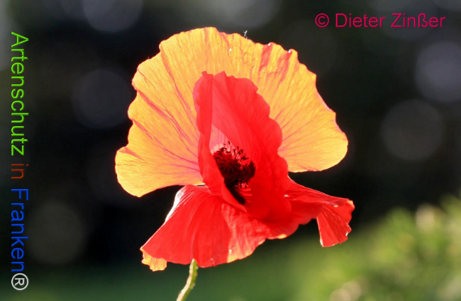 Bild zum Eintrag (1130936-160)