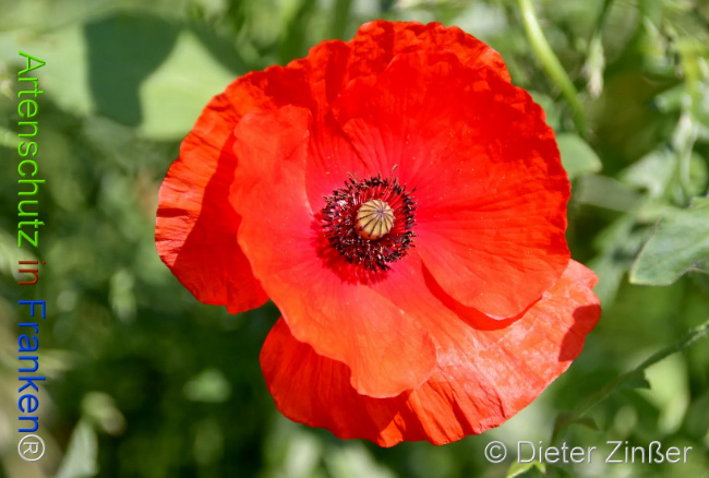 Bild zum Eintrag (1130939-160)