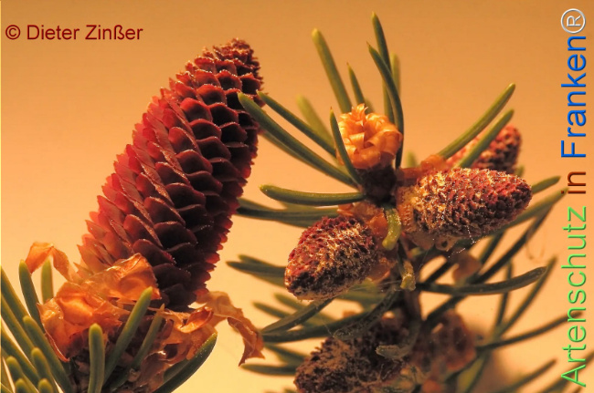 Bild zum Eintrag (1131226-160)