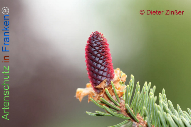 Bild zum Eintrag (1131228-160)