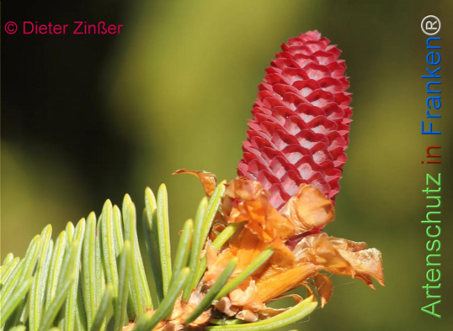 Bild zum Eintrag (1131229-160)