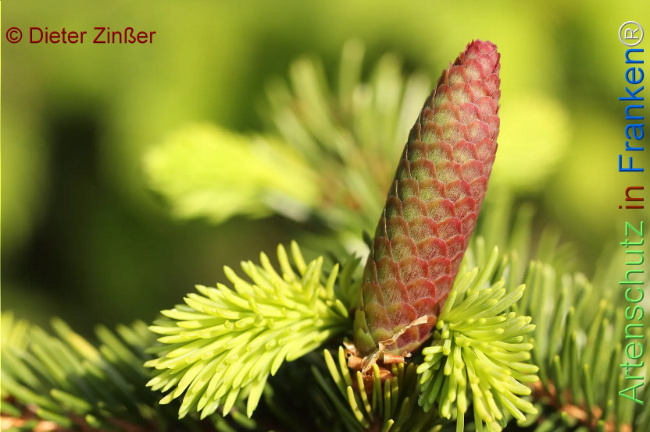 Bild zum Eintrag (1131233-160)