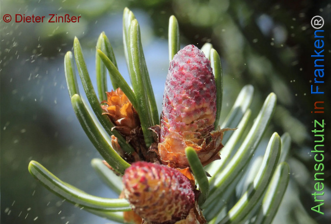 Bild zum Eintrag (1131241-160)