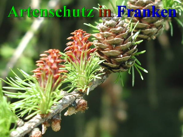 Bild zum Eintrag (1131247-160)