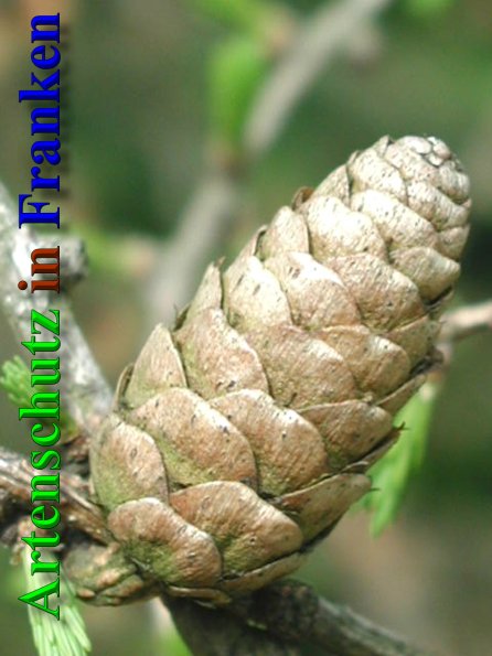 Bild zum Eintrag (1131251-160)