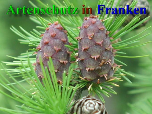 Bild zum Eintrag (1131252-160)