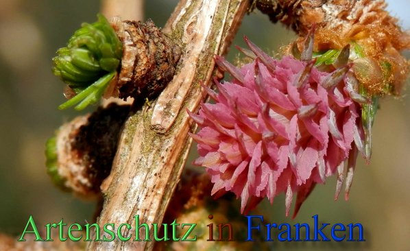 Bild zum Eintrag (1131262-160)