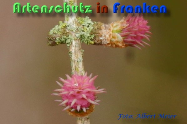 Bild zum Eintrag (1131267-160)