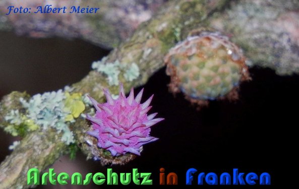 Bild zum Eintrag (1131268-160)