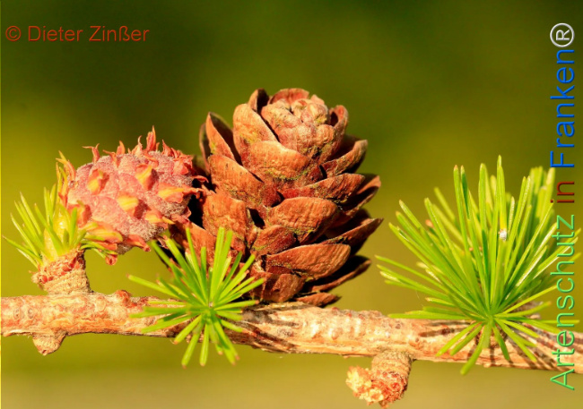 Bild zum Eintrag (1131272-160)