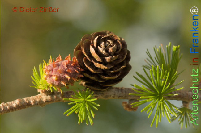 Bild zum Eintrag (1131273-160)