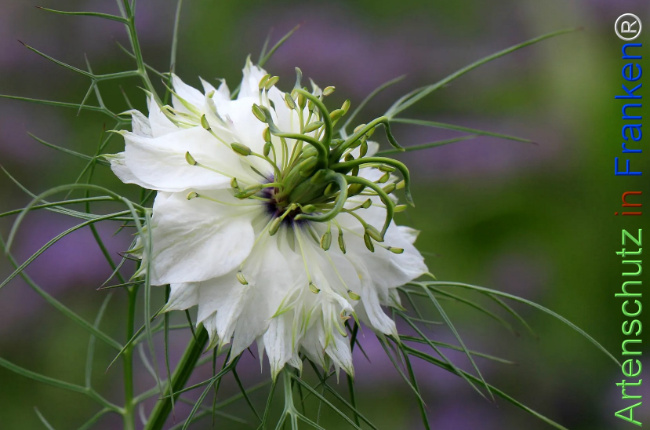 Bild zum Eintrag (1131388-160)