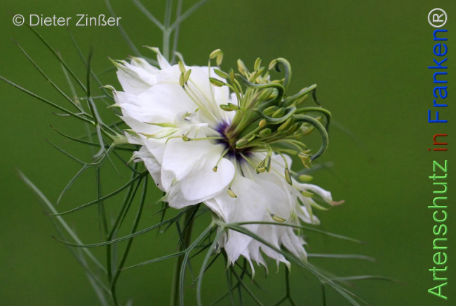 Bild zum Eintrag (1131392-160)