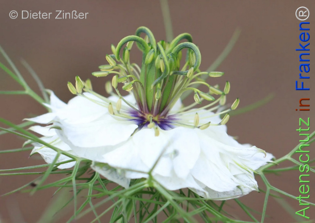 Bild zum Eintrag (1131393-160)