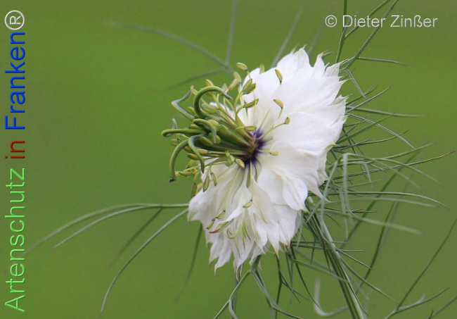 Bild zum Eintrag (1131394-160)